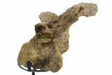 Hadrosaur (Edmontosaurus) Cervical Vertebra w/ Stand - Wyoming #377738-7
